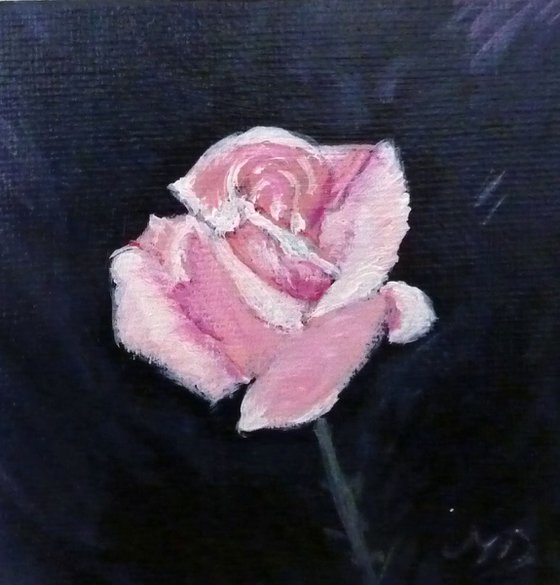 Pink Rose