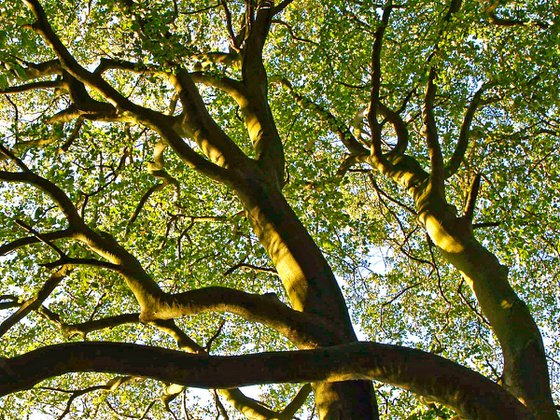 Beech Tree Canopy