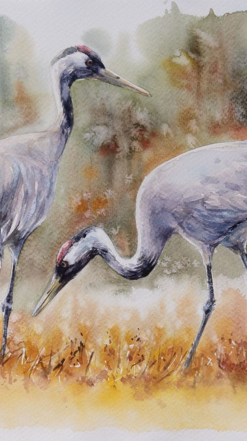 Common cranes by Eve Mazur