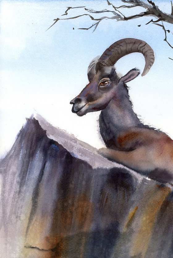 Resting Ibex on the Cliff