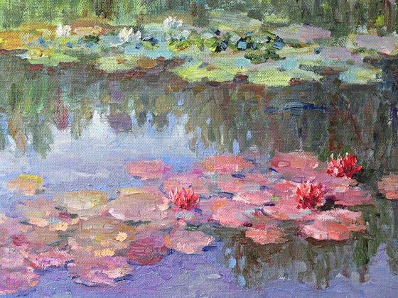 Water lilies in the pond