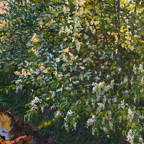 Bird Cherry Tree