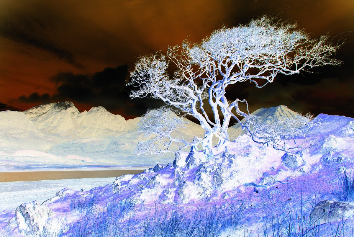 Ghost Tree, Scottish mountain landscape by oconnart