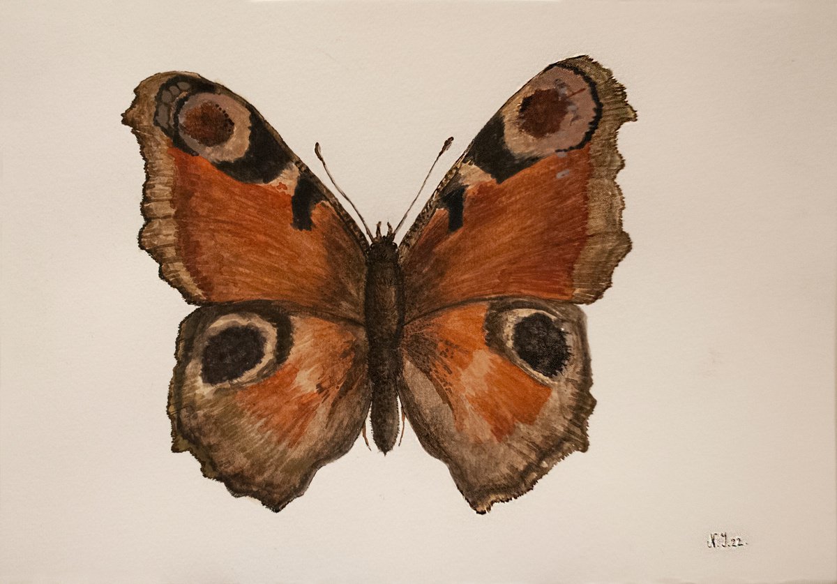 Peacock Butterfly by Nikola Ivanovic
