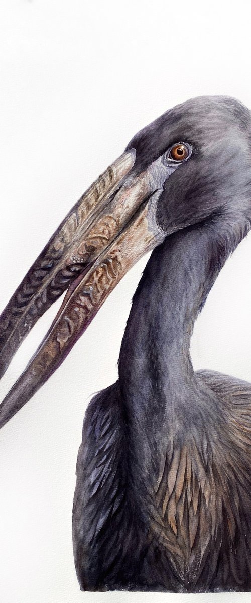 African Openbill Stork by Tetiana Savchenko