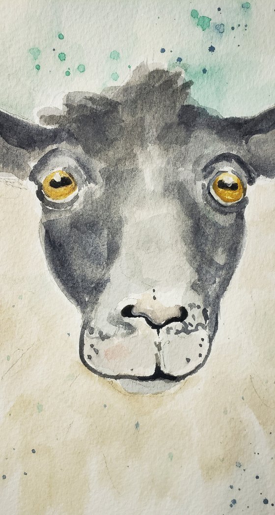 "Bewildered" - Sheep - Animals - Farm