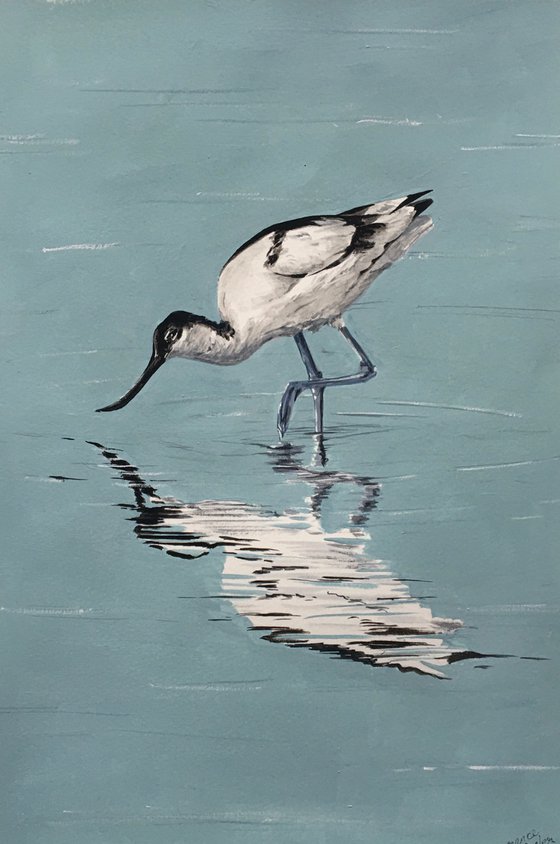 Avocet Feeding