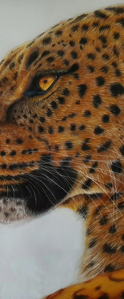 Leopard portrait by Silvia Frei