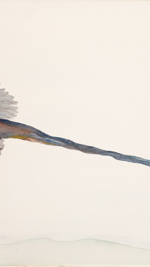 Aglaopheme by Bruce Robbins