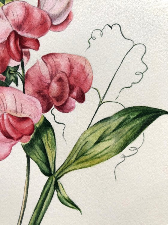 Flowering peas. My interpretation of the work  by Pierre Joseph Redoute (1759-1840).