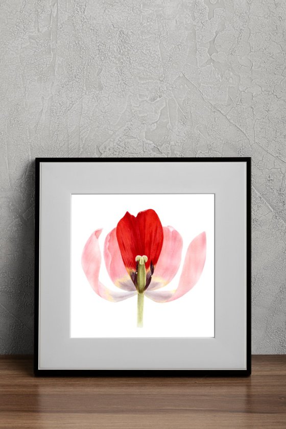 Red tulip petal art