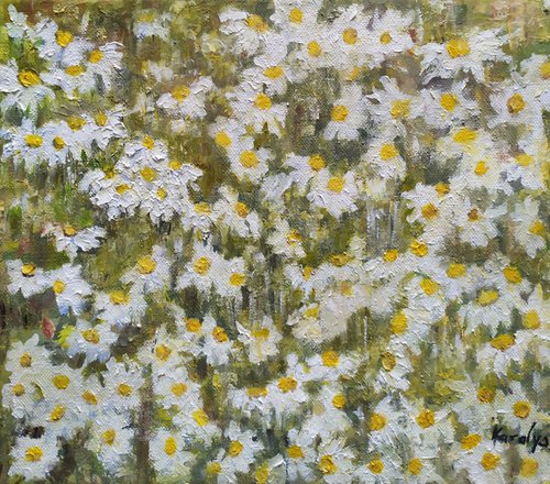 Field with daisies in bloom by Maria Karalyos