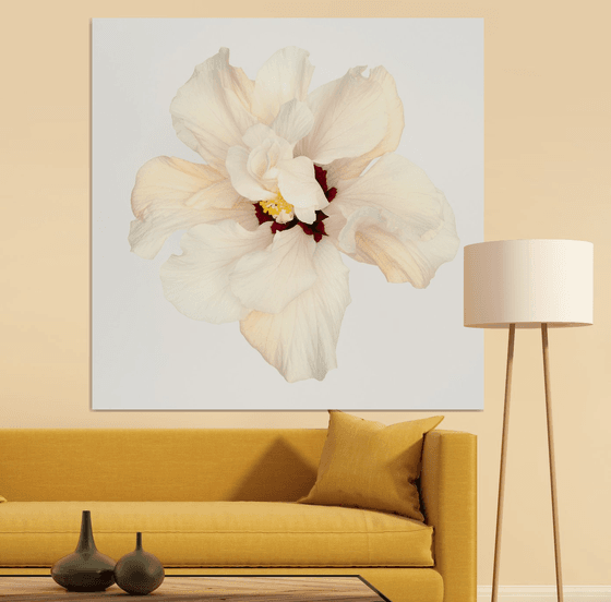 HIBISCUS IN WHITE