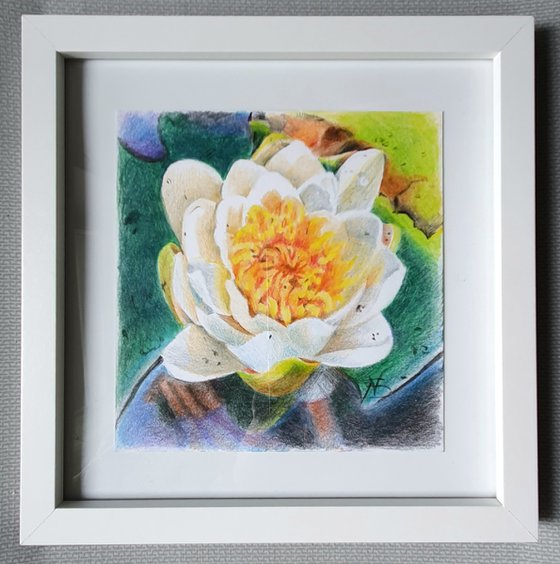 Waterlily floral
