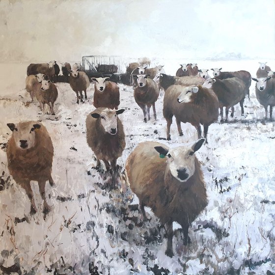 Winter Sheep Feeding Time