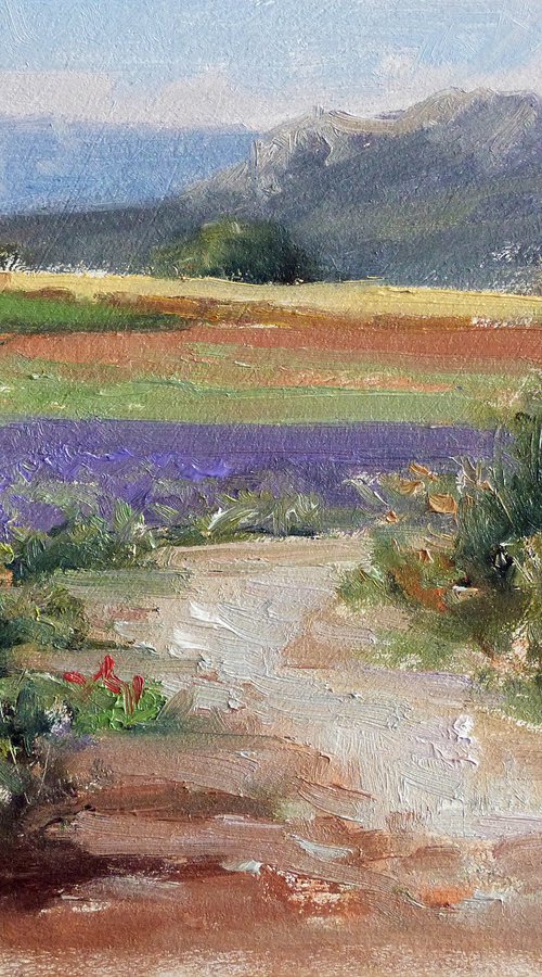 Lavande Haute-Provence by Pascal Giroud