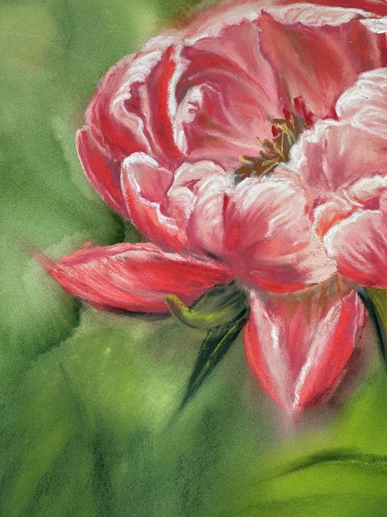Floral: Coral Peony 1