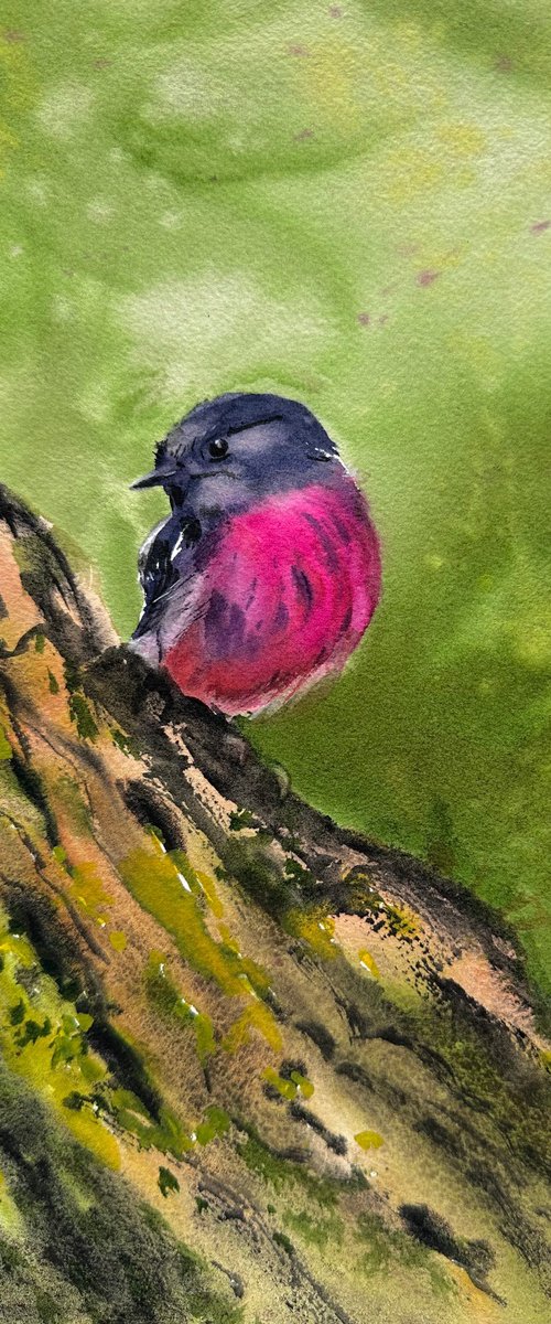 Pink Robin by Alla Semenova