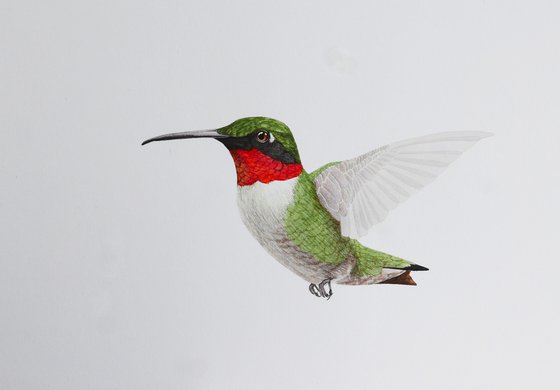Hummingbird in flight sketch #2