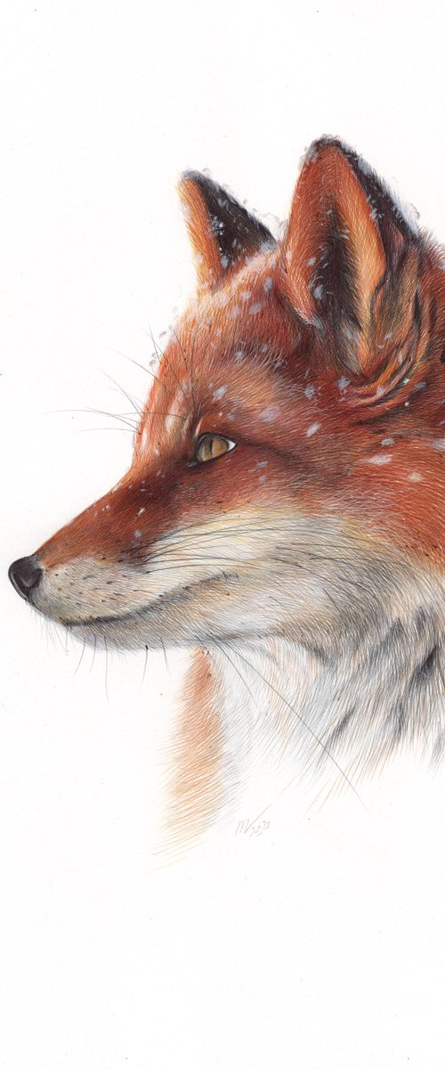 Red Fox by Daria Maier