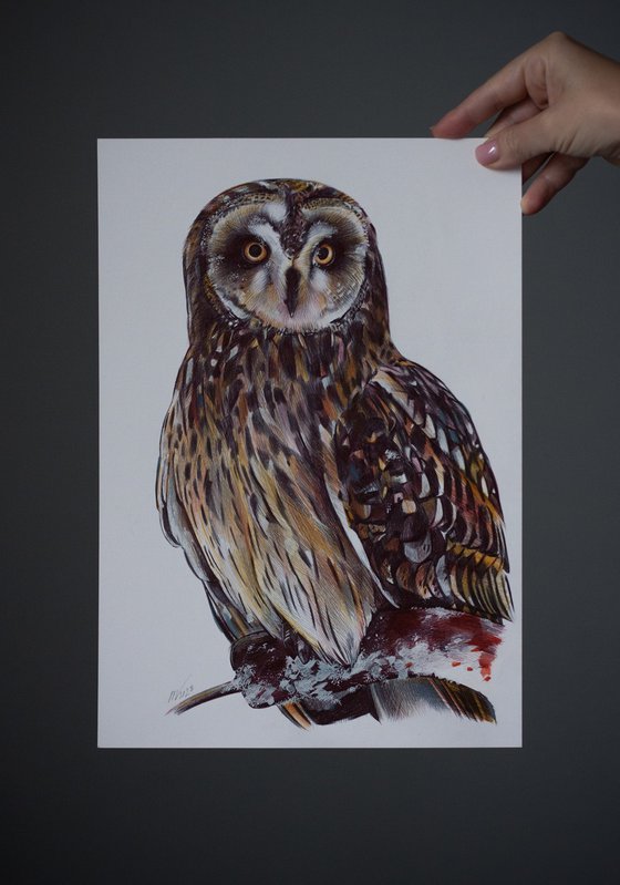 Short-eared Owl