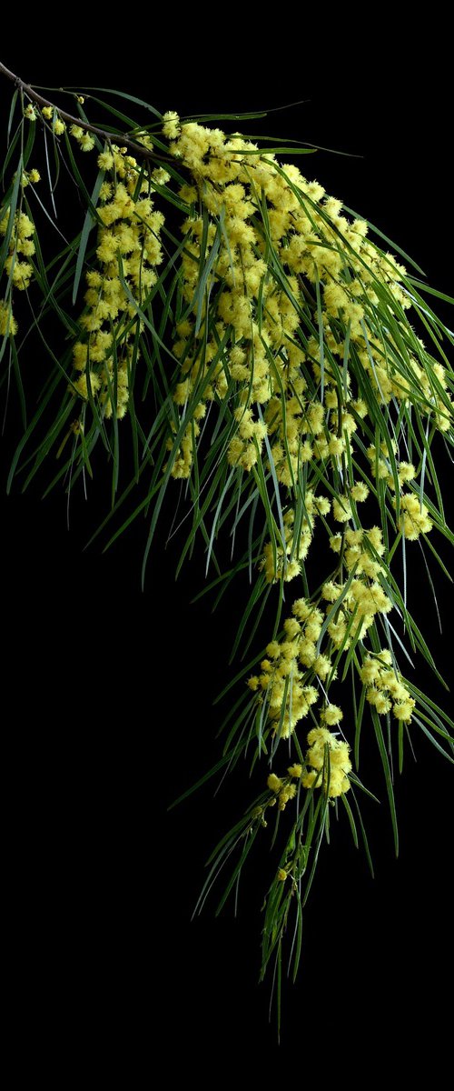 Bower Wattle by Nadia Culph