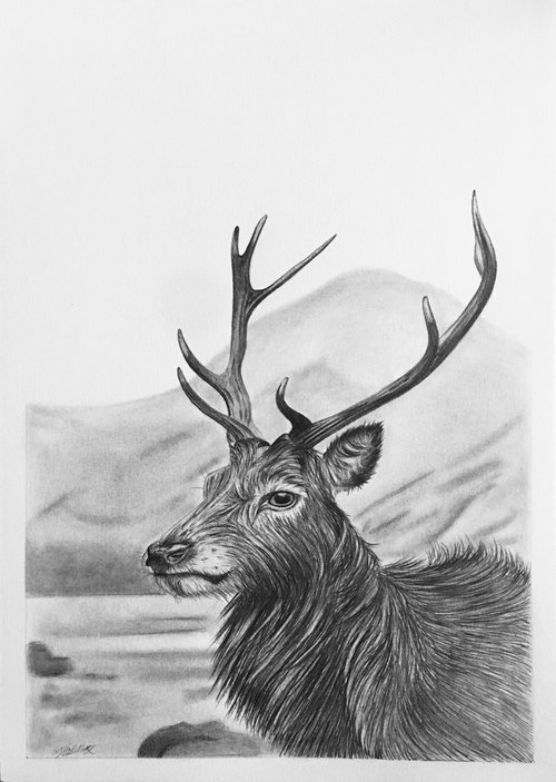 Stag by Amelia Taylor