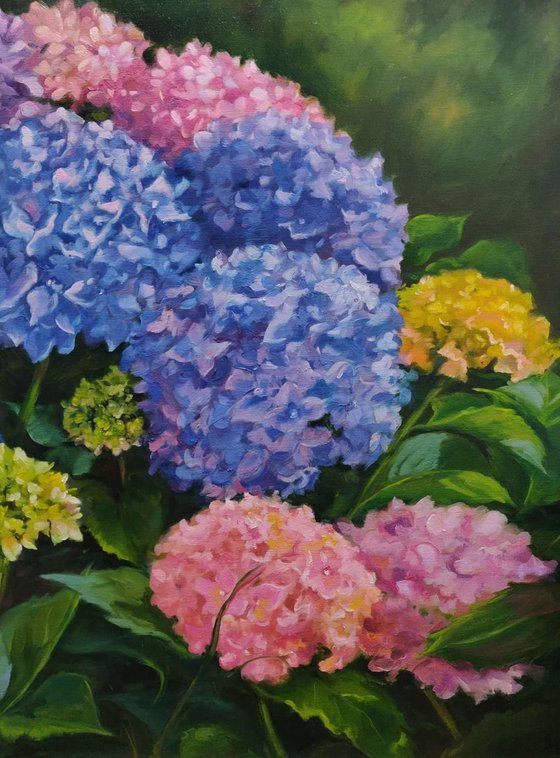 Hydrangea