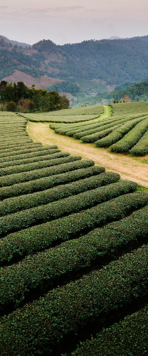 Mae Salong Tea Plantations, Thailand by Tom Hanslien