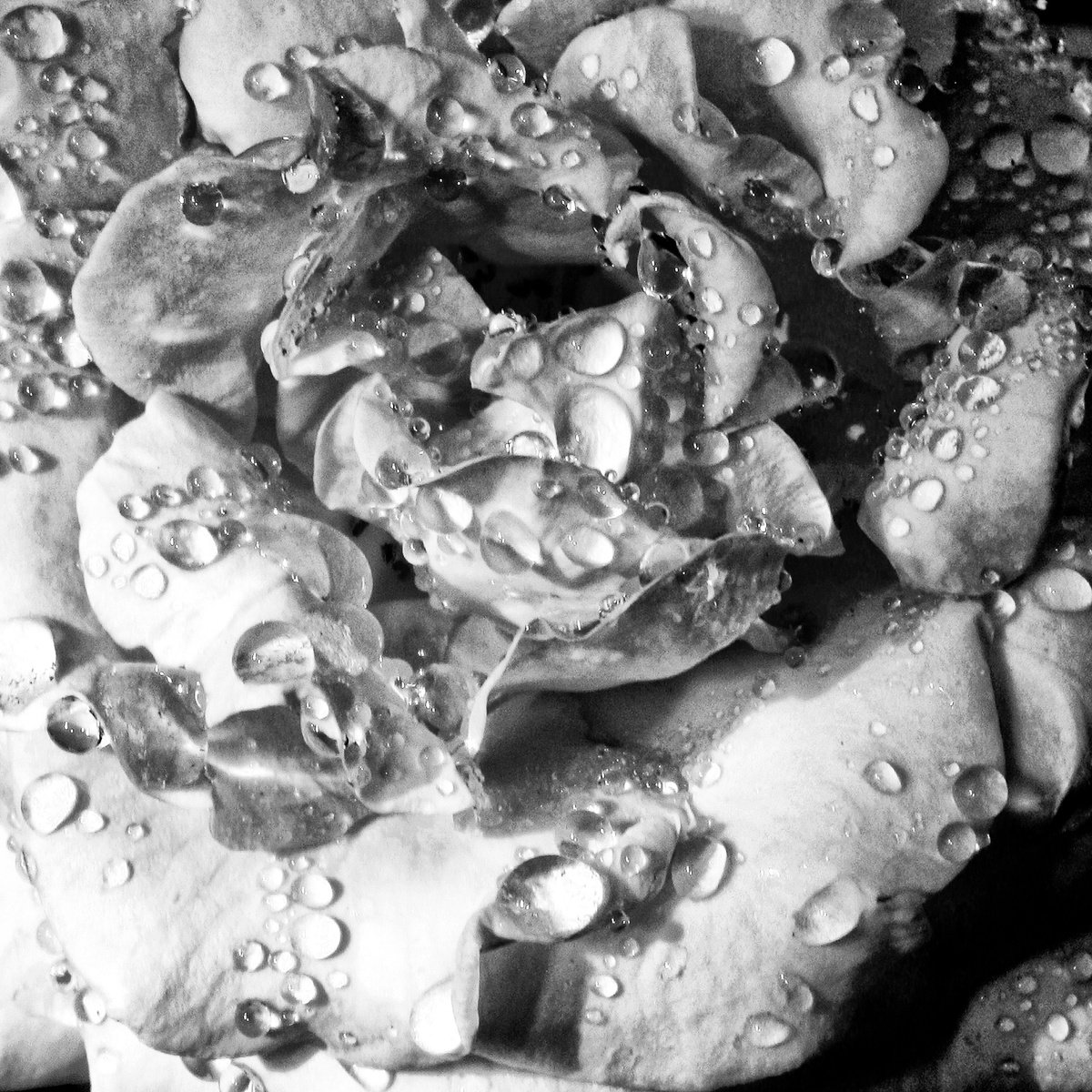 Impressionistic Botanical Photograph By William Dey, 22 X 22", April Rose Noir Palm Springs Ca, Original Artwork