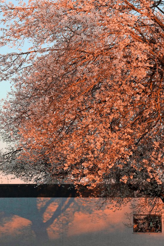 Here Comes the Sun