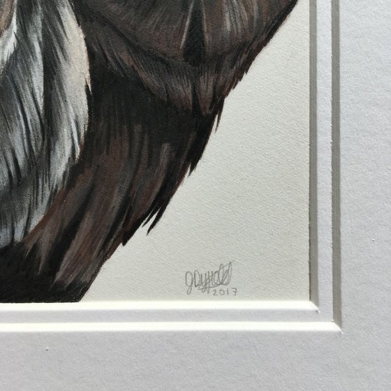 The Bateleur Eagle