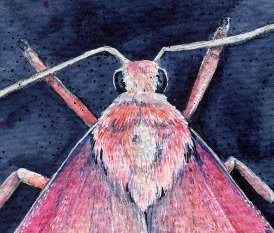 Watercolor pink moth on indigo background