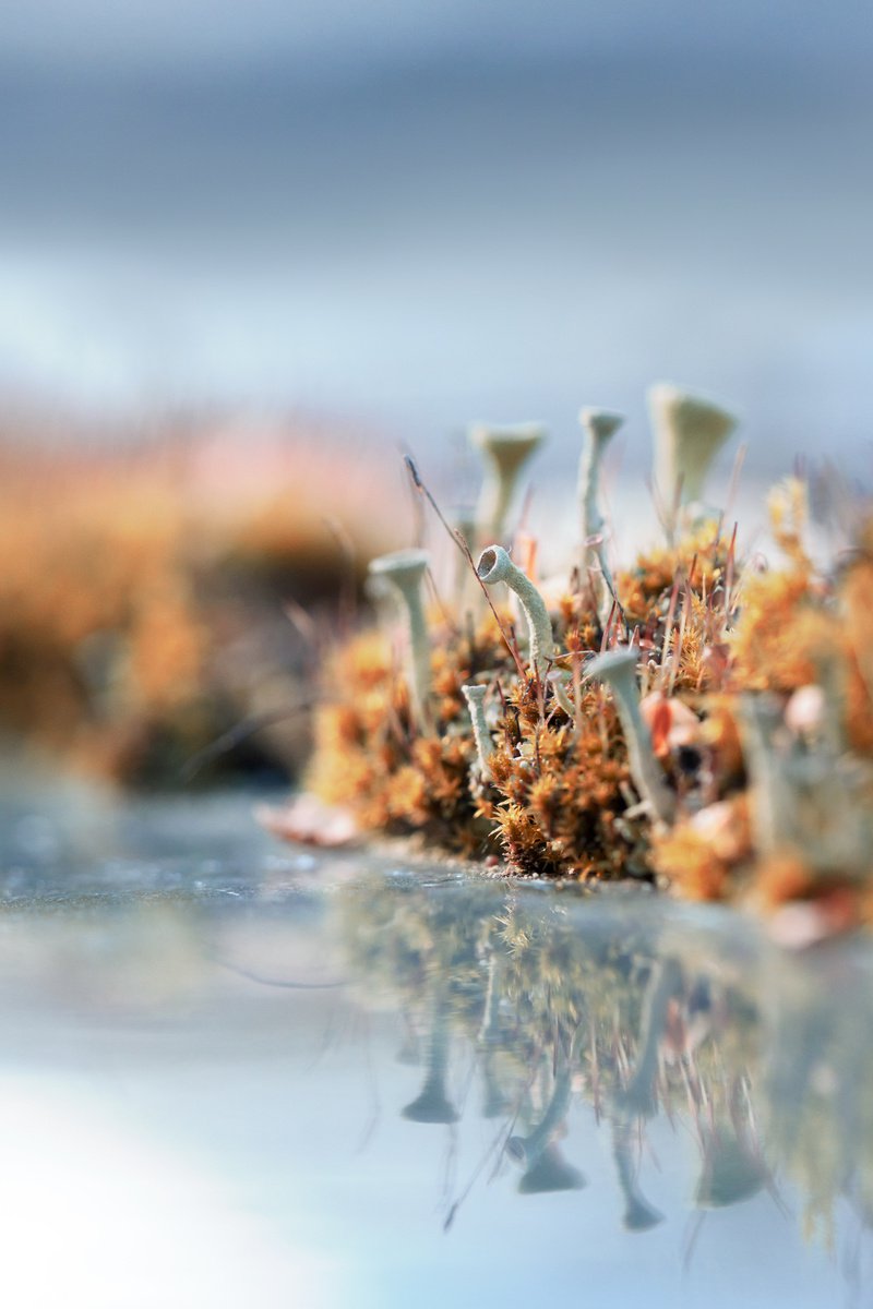 Fishing - art photo of lichens - fairytale landscapes of northern nature, blue and orange by Inna Etuvgi
