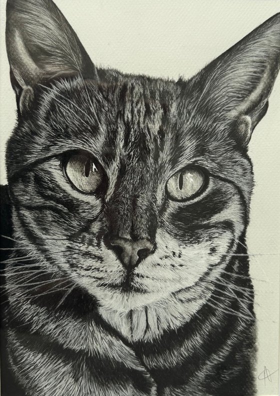 Commissioned Pet Portrait A4