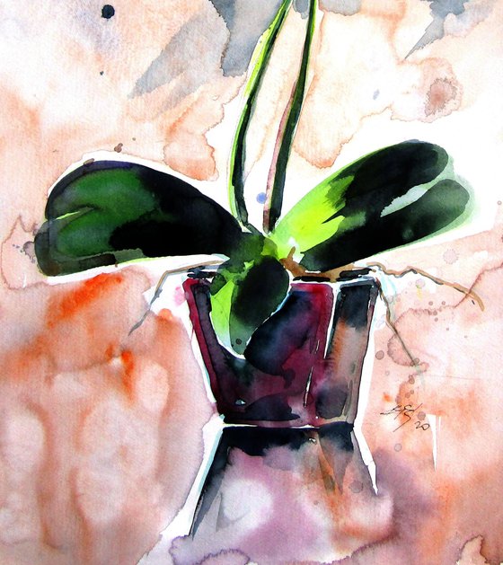 Orchidea still life