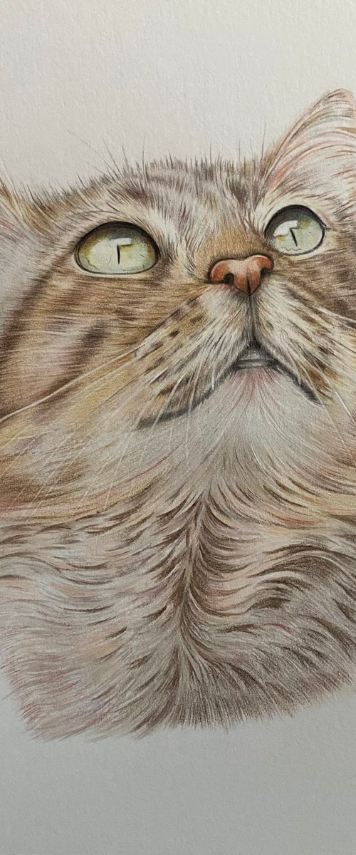 Cat drawing by Bethany Taylor