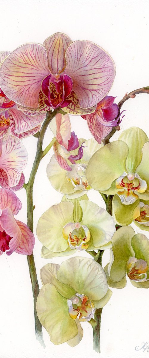 Two Orchid Blooms by Yulia Krasnov