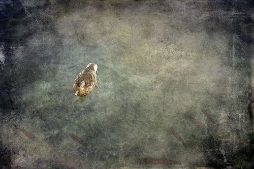 Swimming Duck by Chiara Vignudelli