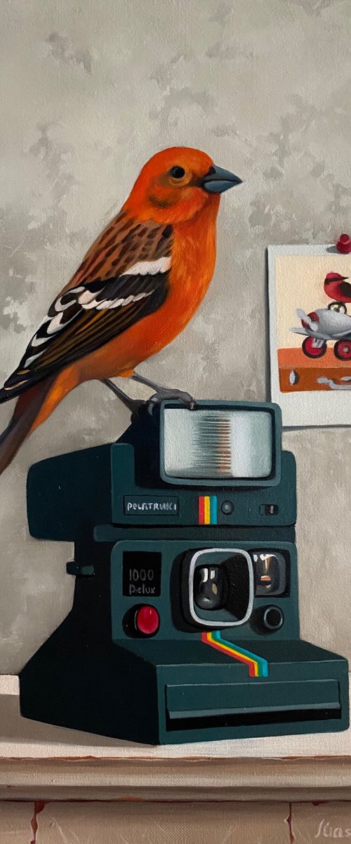 Still life with bird and polaroid by Ara Gasparian