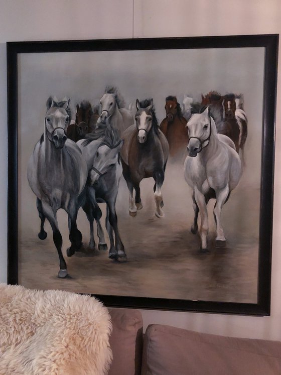 Arabian Horses