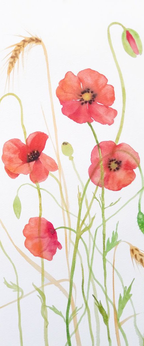 WILD POPPIES#2 by Olga Beliaeva Watercolour