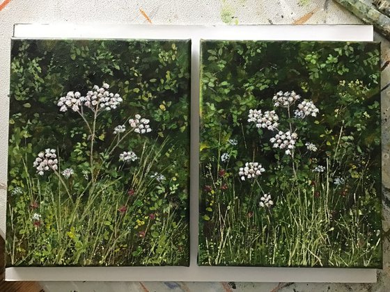 Devon Hedgerow