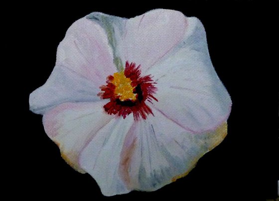 Hibiscus 2