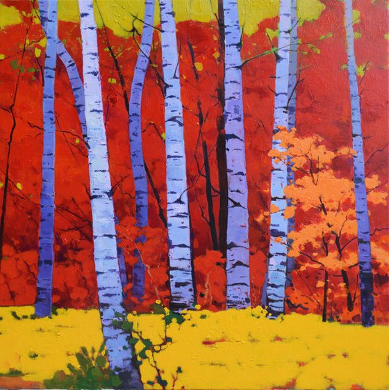 Birch trees forrest 073