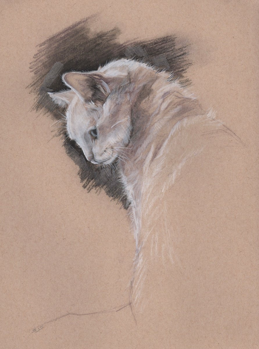 Expressive Animal Pencil Drawing By Sarah Stowe, 9 X 13", Cat Study, Original Artwork