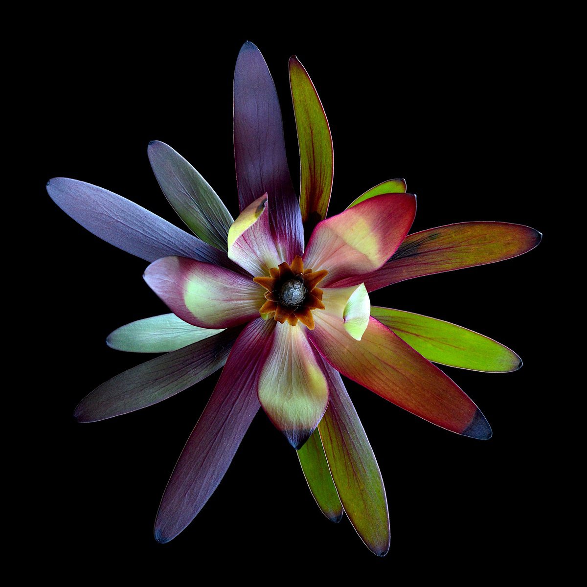 Botanical Photograph By Nadia Culph, 31 X 31", Beautiful Decay, Original Artwork