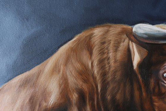 Two bulls