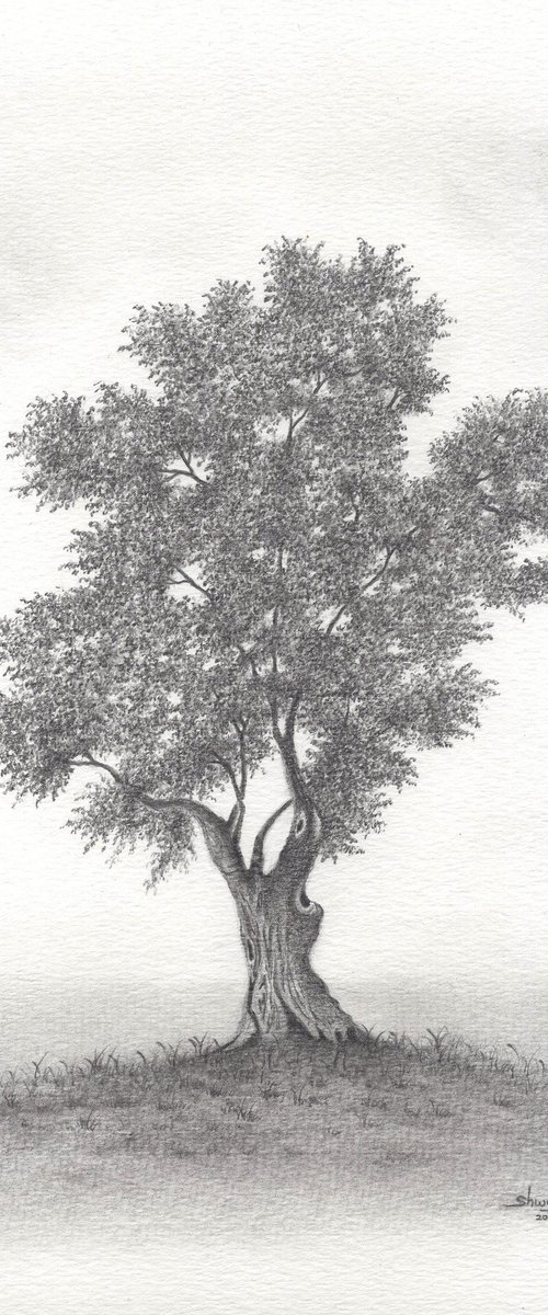 Olive Tree by Shweta  Mahajan