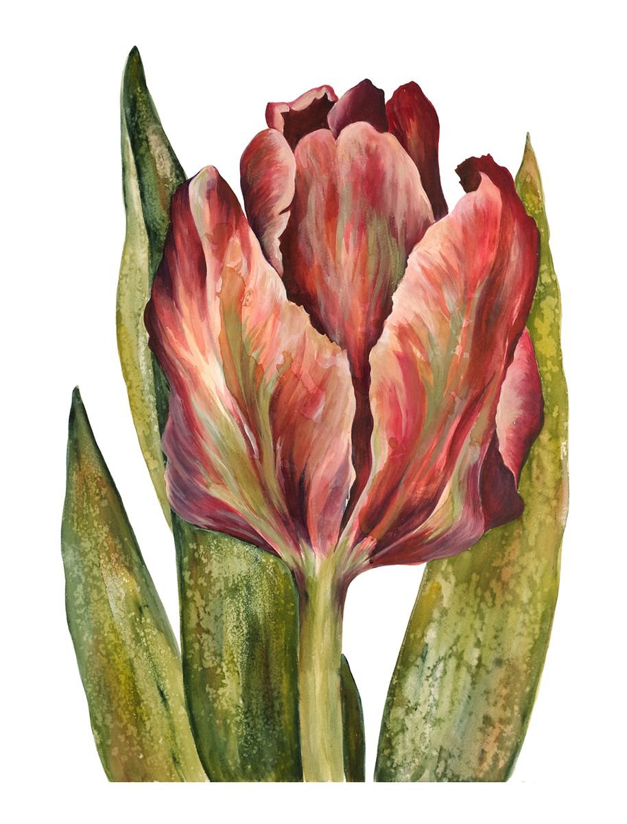 Tulip by Veda West